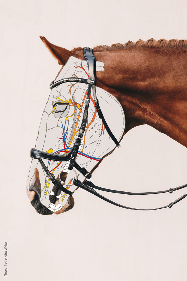 Bridle Equitus Omega
