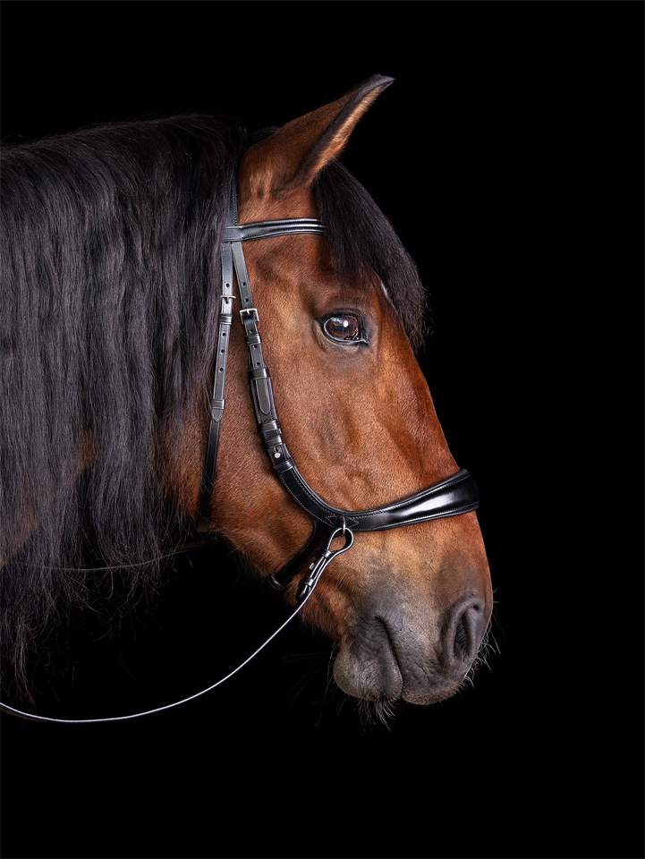 Bridle Equitus Theta