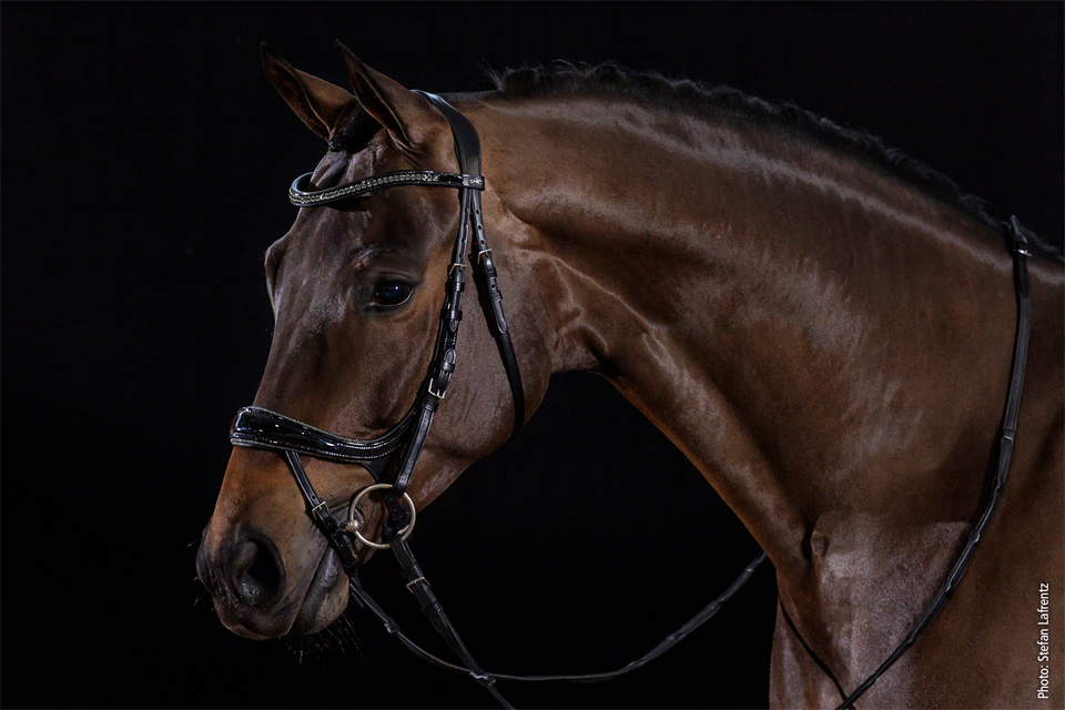 Bridle Equitus Beta Glam