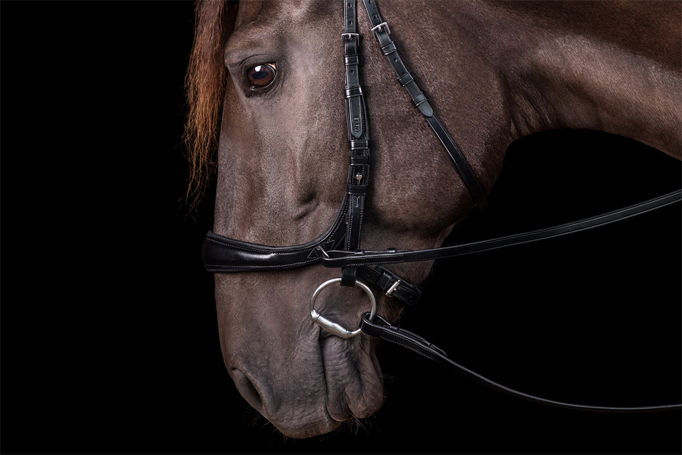 Bridle Equitus Theta