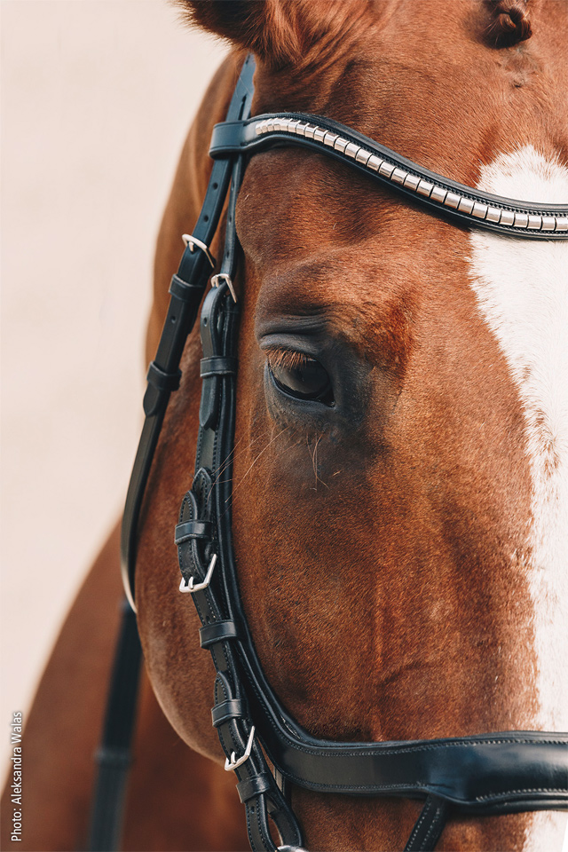 Bridle Equitus Omega