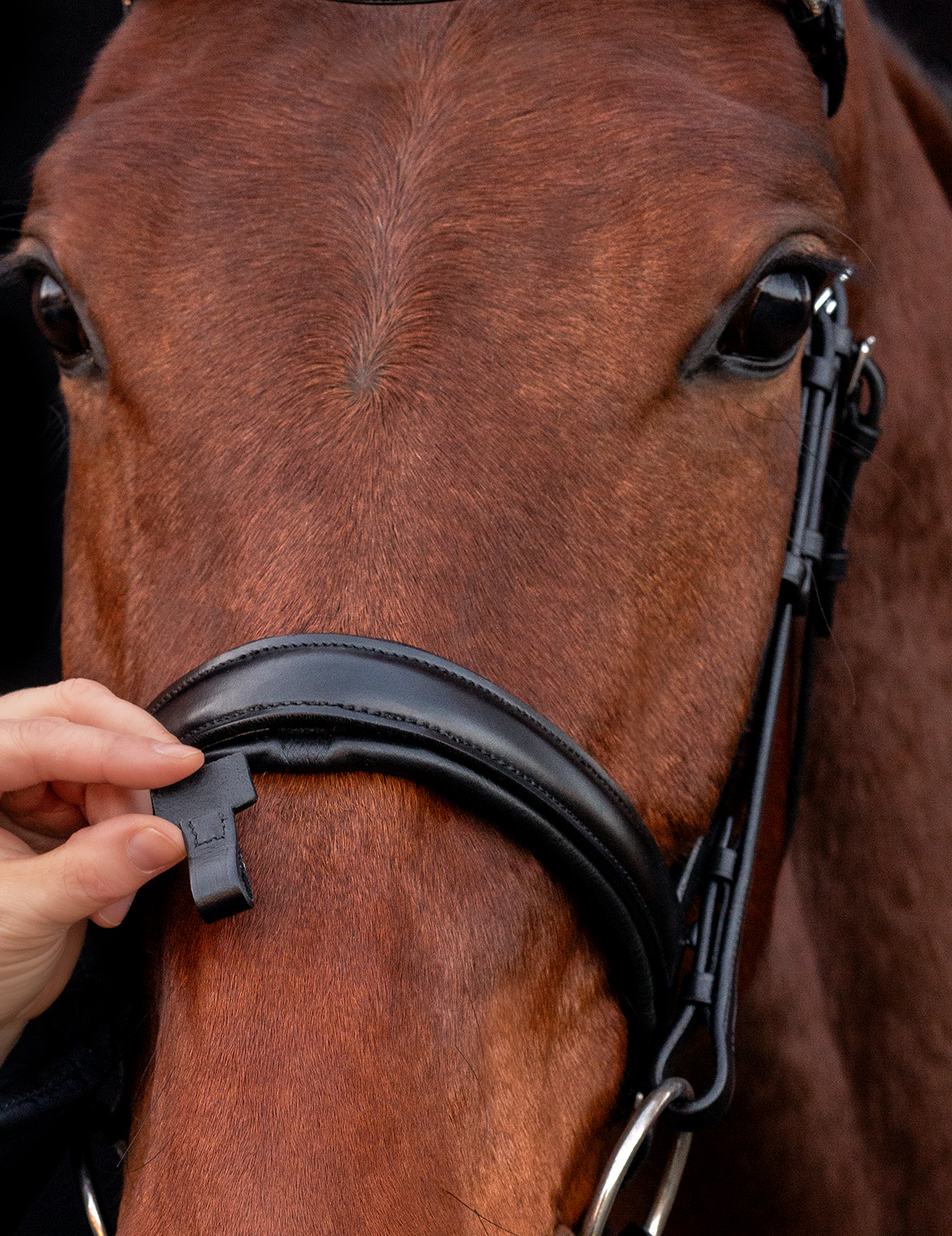 Bridle SP SP Malaga
