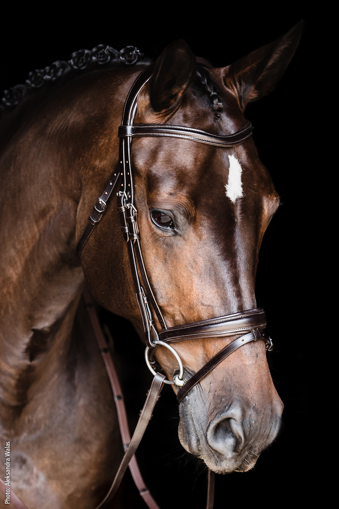 Bridle SP SP Monza
