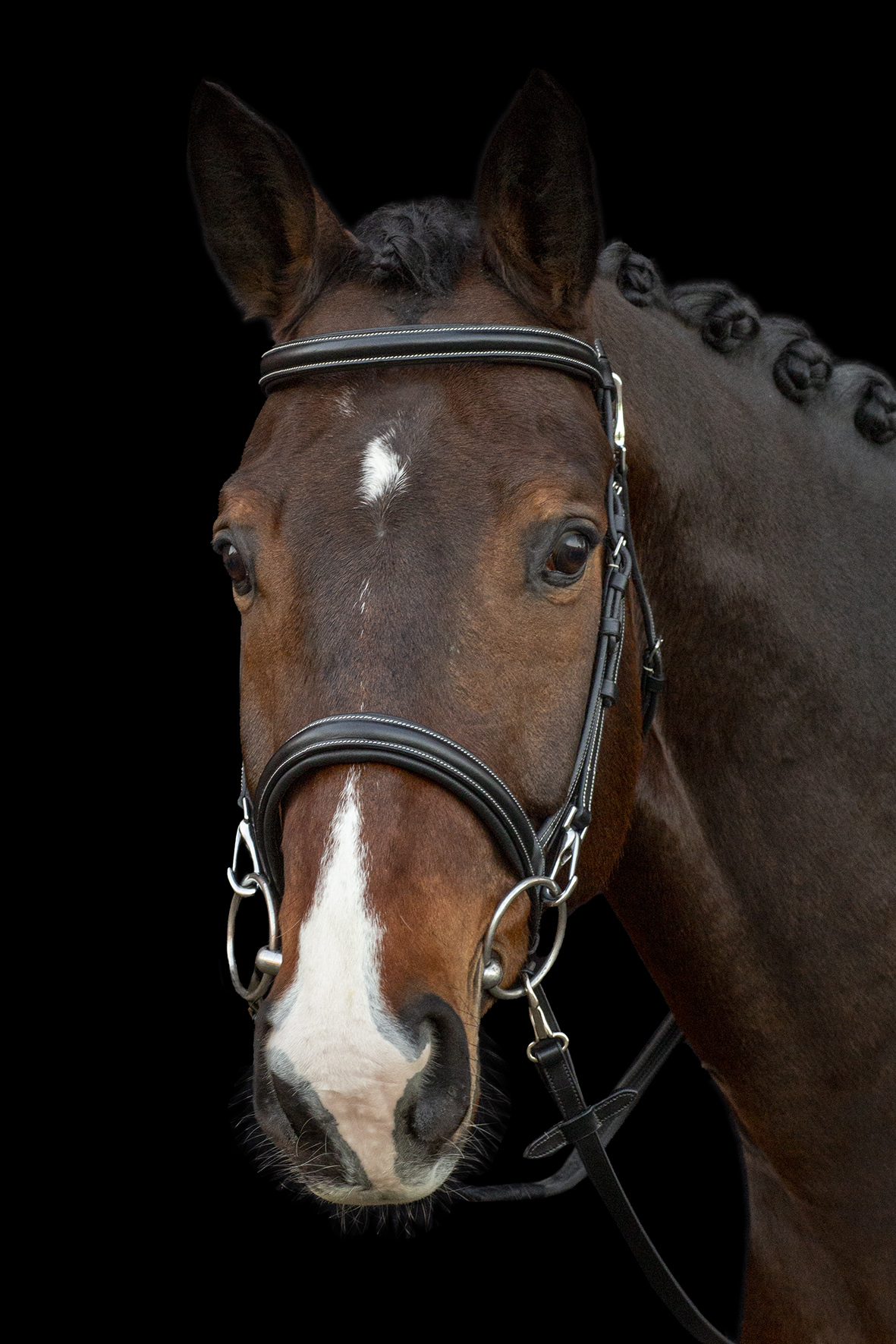 Bridle SP SP Dortmund
