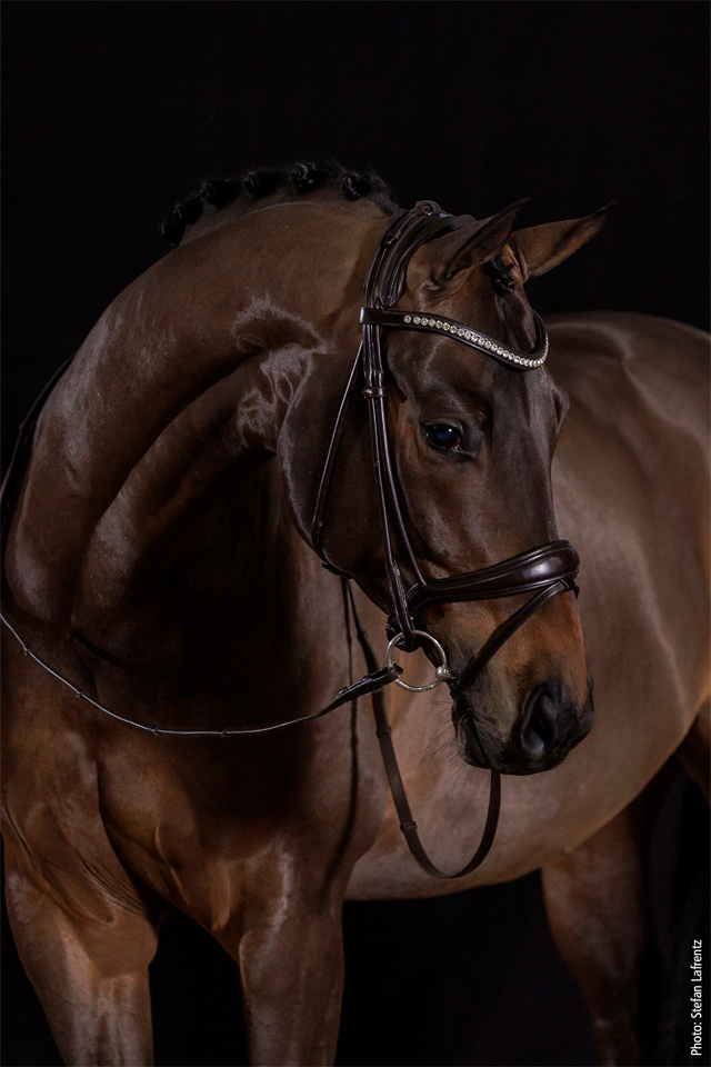 Bridle Westminster