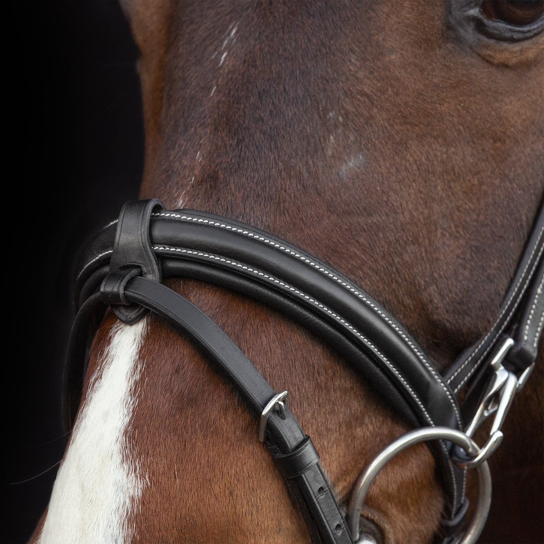 Bridle SP SP Dortmund