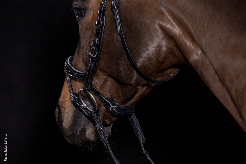 Bridle Equitus Beta Glam