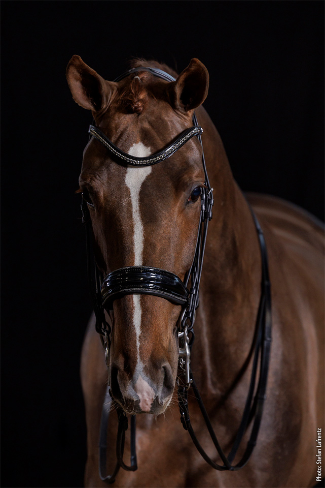Kandare SP Milan Glam