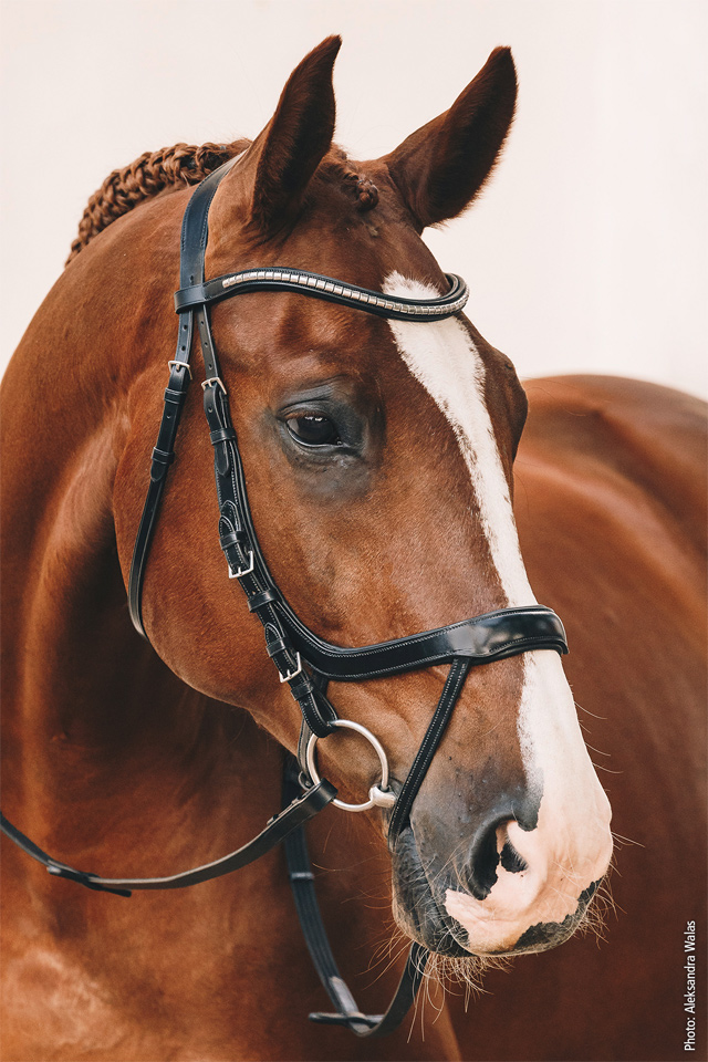 Bridle Equitus Omega
