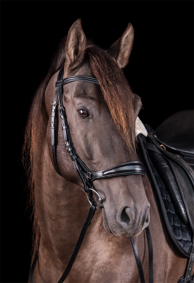 Bridle Equitus Theta