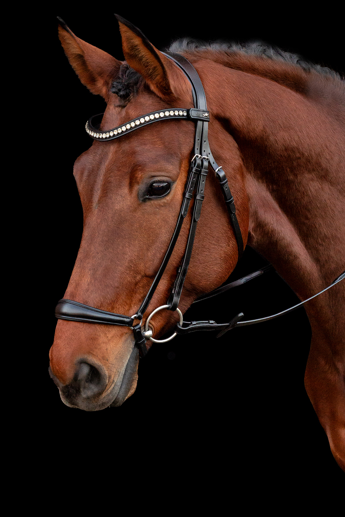 Bridle SP SP Pisa
