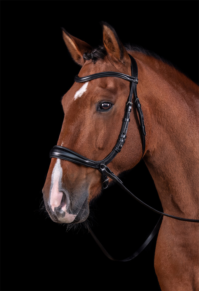 Bridle Equitus Theta