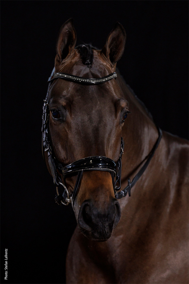 Bridle Equitus Beta Glam