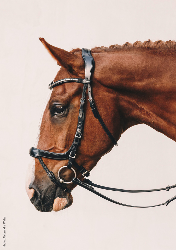 Bridle Equitus Omega