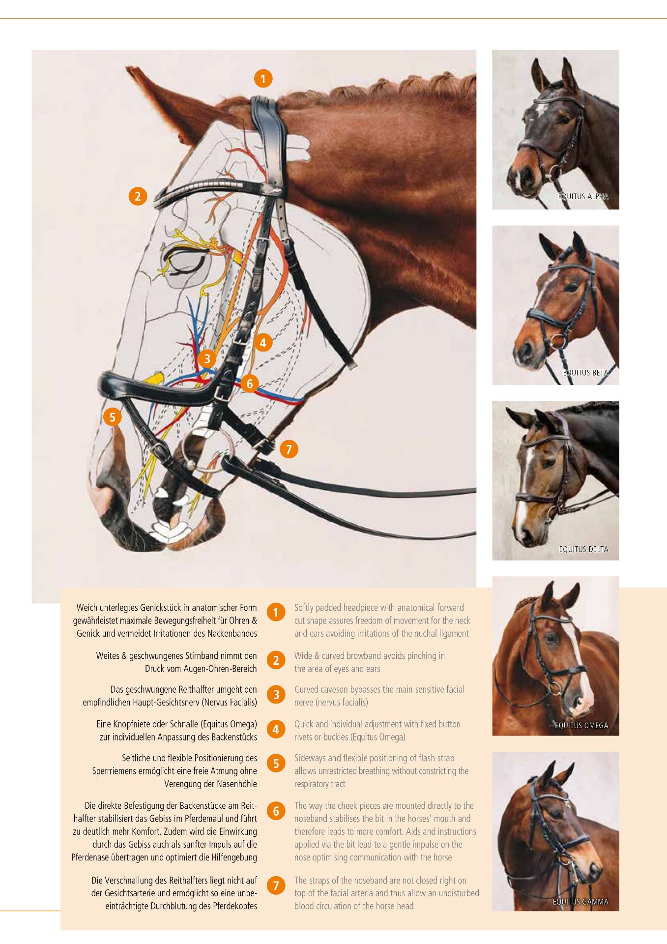 Bridle Equitus Beta