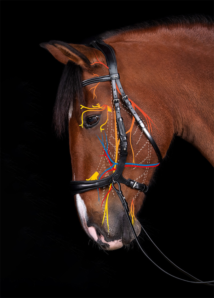 Bridle Equitus Theta